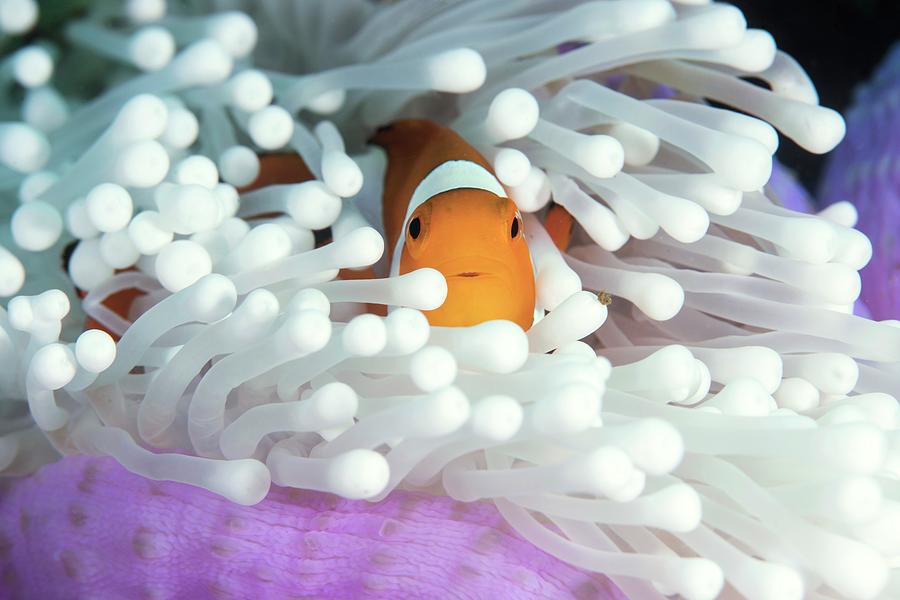 Fish Photograph - Clownfish In Host Anemone by Louise Murray/science Photo Library