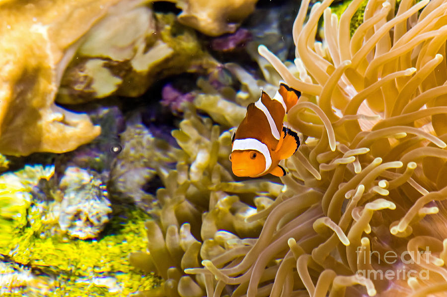 Clownfish Photograph by Kate Brown