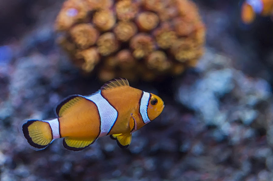 Clownfish Photograph by Paulo Goncalves