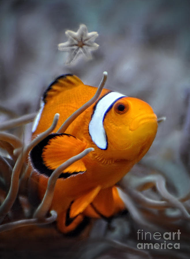 Clownfish Photograph by Savannah Gibbs