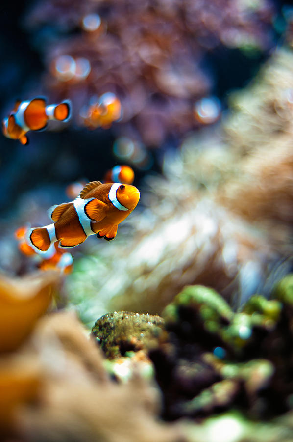 Fish Photograph - Clownfish  by U Schade