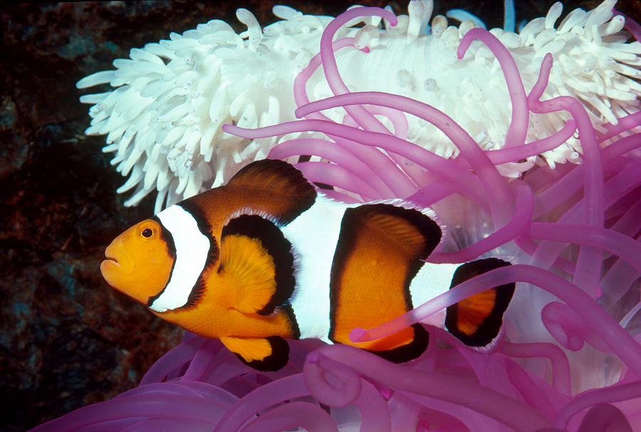 Clownfish Photograph by William E. Townsend, Jr.