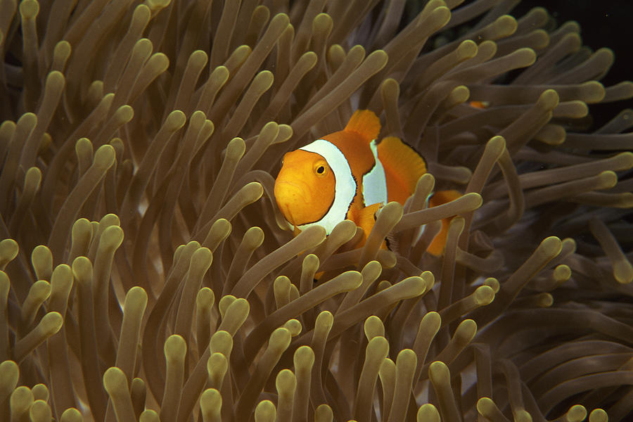 Clownfish with sea anemone Photograph by Comstock Images