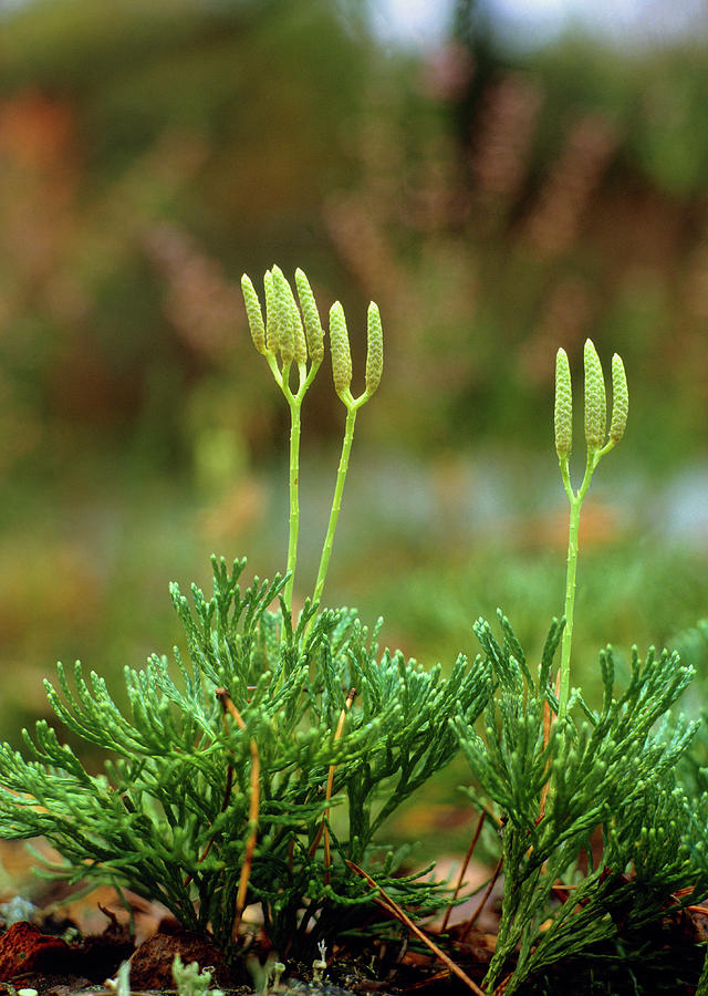 Club Moss Photograph by Bjorn Svensson/science Photo Library
