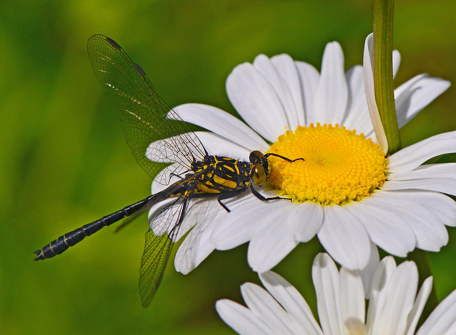 Clubtail Dragonfly on Oxeye Daisy Photograph by Ken Stampfer
