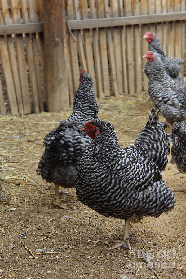 Chickens Photograph - Cluckers by Steven Parker Chickens Photograph - Cluckers by Steven Parker