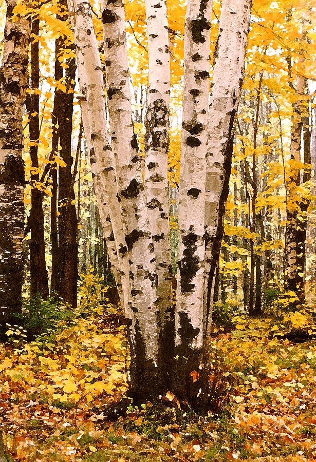 Clump of Birch Photograph by Susan Buscho