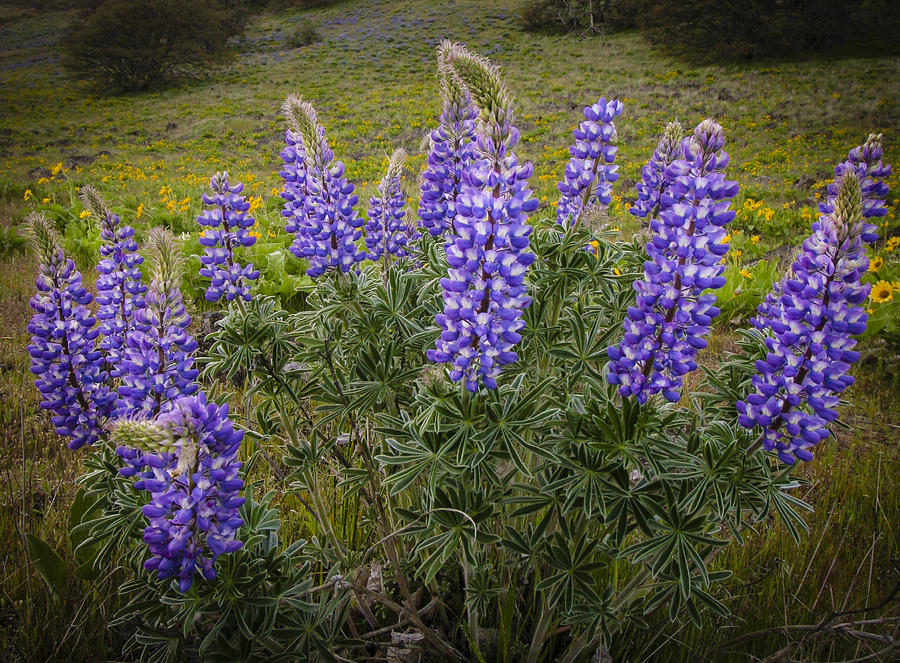 Clump of Lupine Photograph by Jean Noren