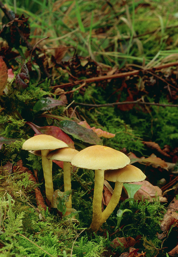 Forest Photograph - Clump Of Sulphur Tuft Fungus Growing On W by Duncan Shaw/science Photo Library
