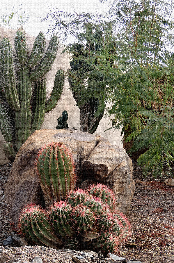 Cluster Cactus Photograph by Gordon Beck - Fine Art America