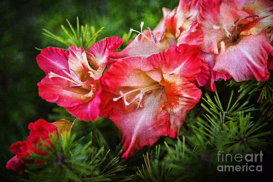Flower Photograph - Cluster of Beauty by Cindy Tiefenbrunn