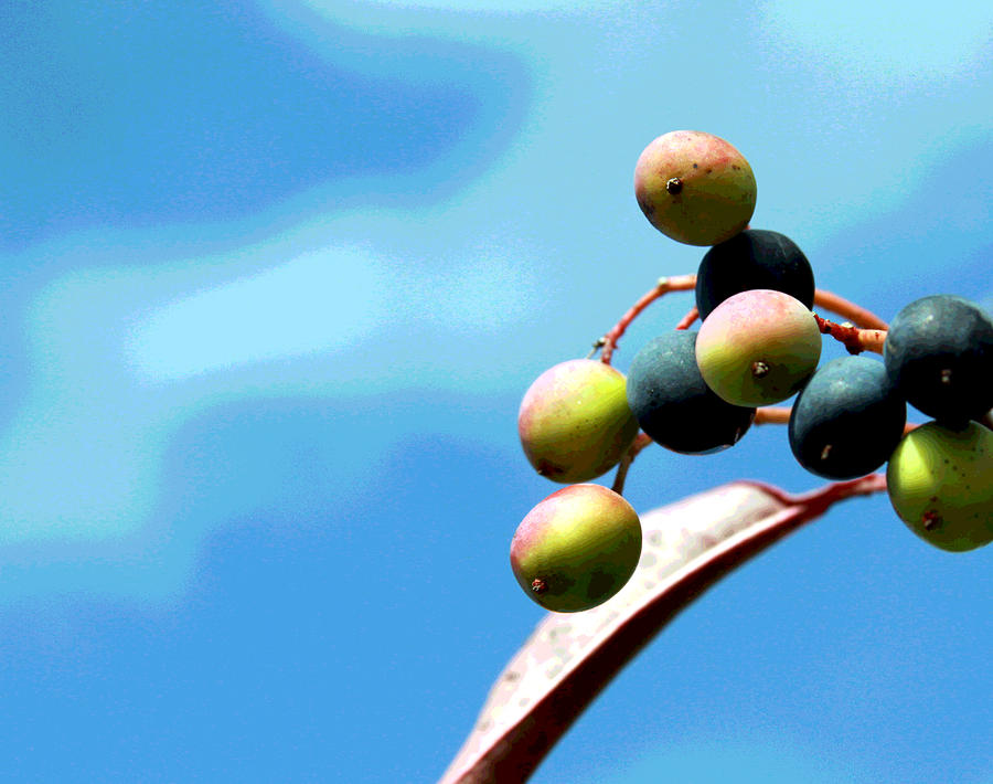 Cluster of Berries Photograph by Greg Thiemeyer - Fine Art America