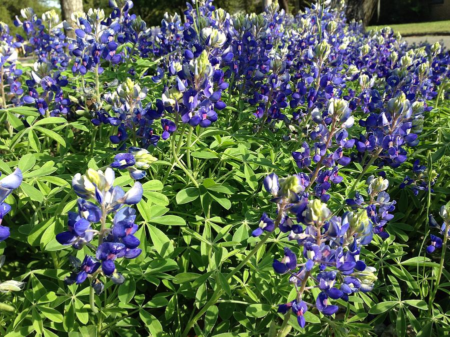 Cluster of Bluebonnets Photograph by Shawn Hughes