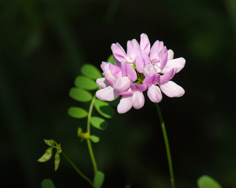 Cluster of Crown Vetch Photograph by Bill Pevlor