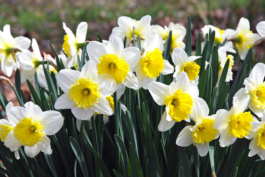 Cluster of Daffodils Photograph by Linda Segerson