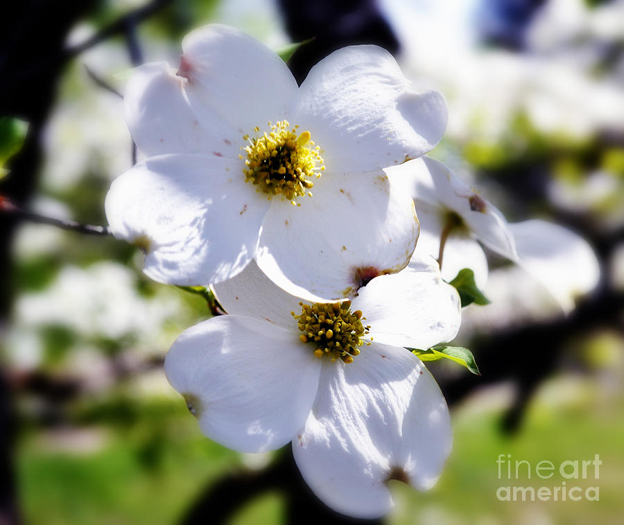 Flower Photograph - Cluster of Dogwood Blossoms by Eva Thomas