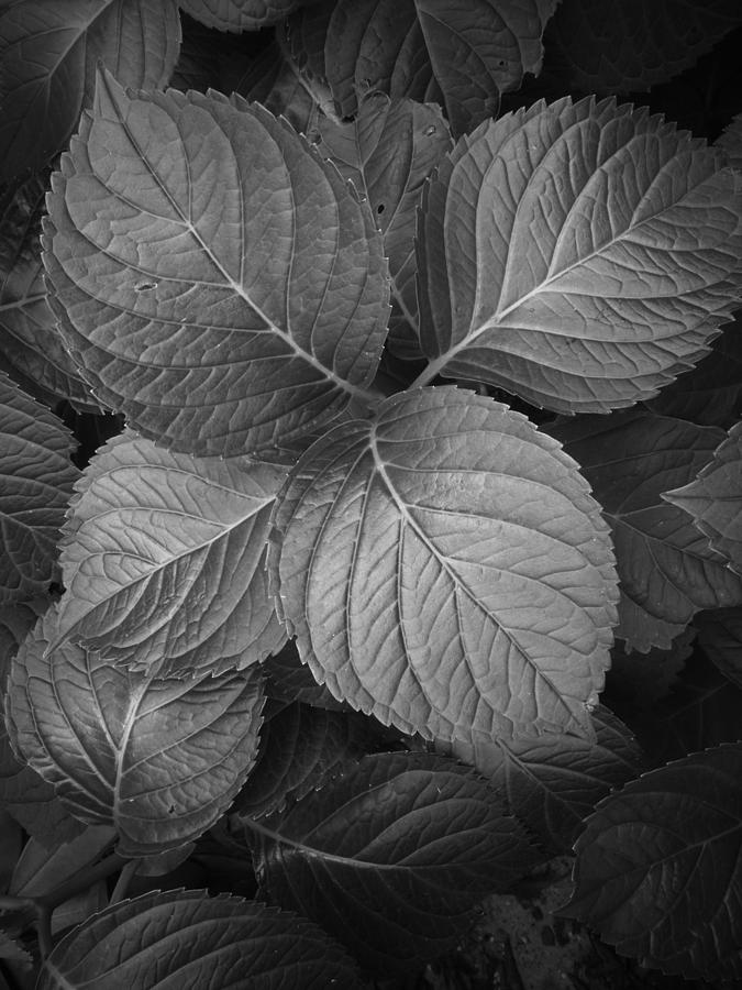 Cluster of Leaves in Black and White Photograph by Randall Nyhof