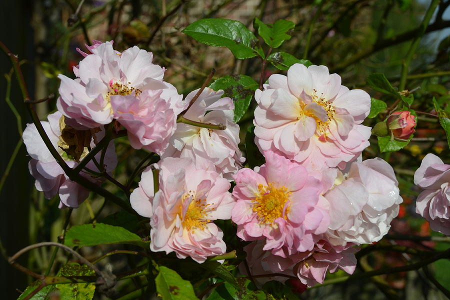 Cluster of Pale Pink English Cottage Roses  Photograph by Carla Parris