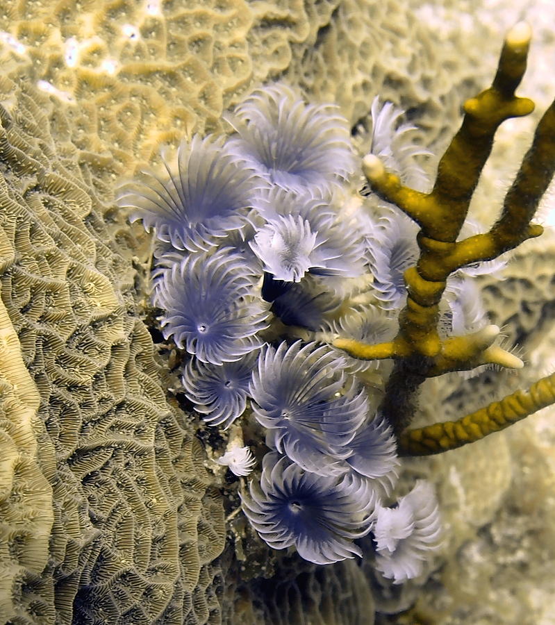 Cluster of Social Feather Dusters on Reef Photograph by Amy McDaniel