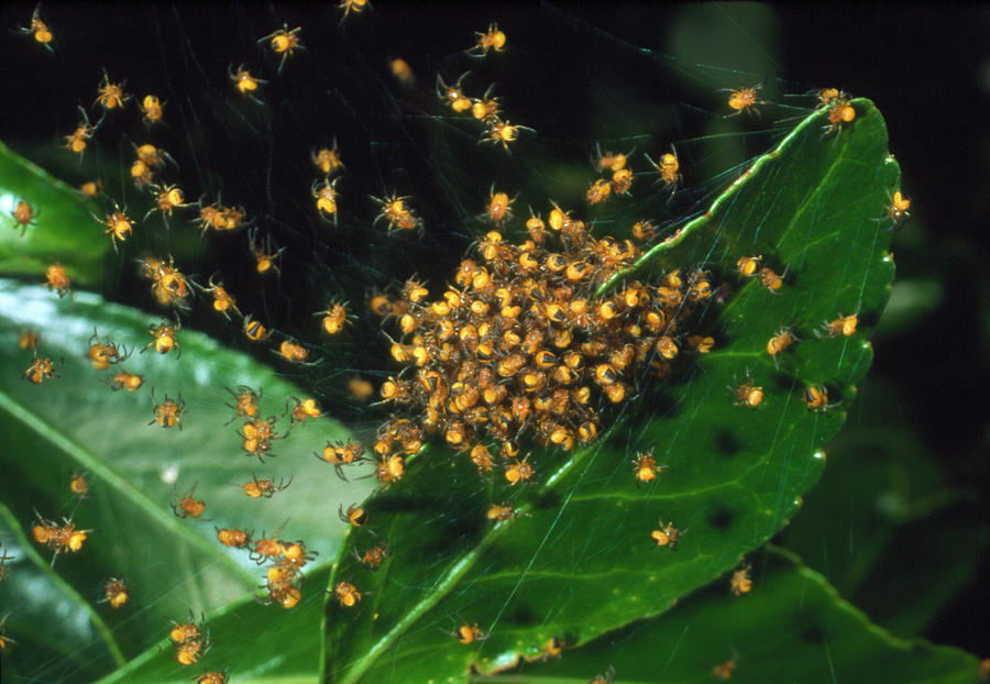 Cluster Of Spiderlings In Warning Colours On A Web Photograph by Adam Hart-davis/science Photo Library