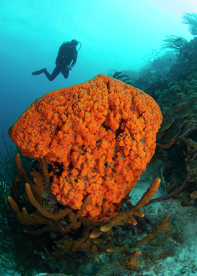 Cluster Of Sponges, A Type Of Marine Photograph by Stephen Frink