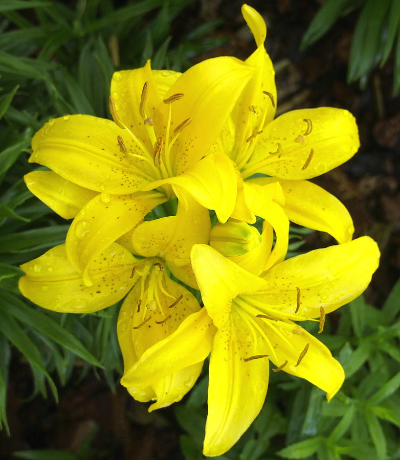 Cluster of Yellow Lilly Flowers in the Garden Photograph by Amy McDaniel