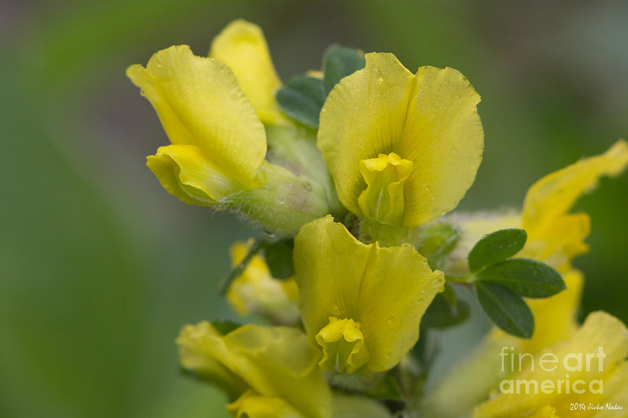 Clustered Broom Close up Photograph by Jivko Nakev