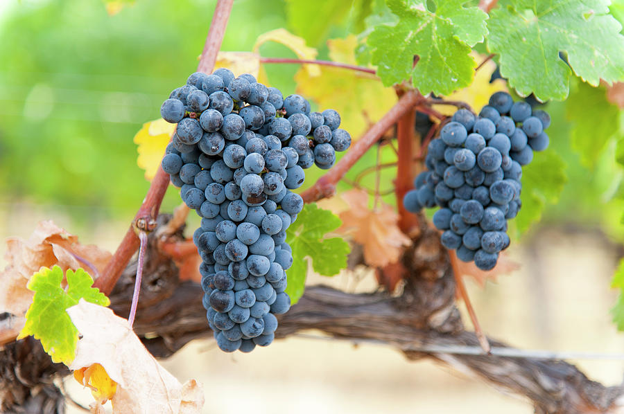Clusters Of Merlot Grapes Photograph by Stuart Mccall