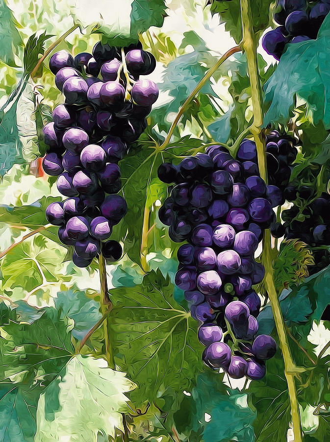 Clusters Of Red Wine Grapes Hanging On The Vine Painting