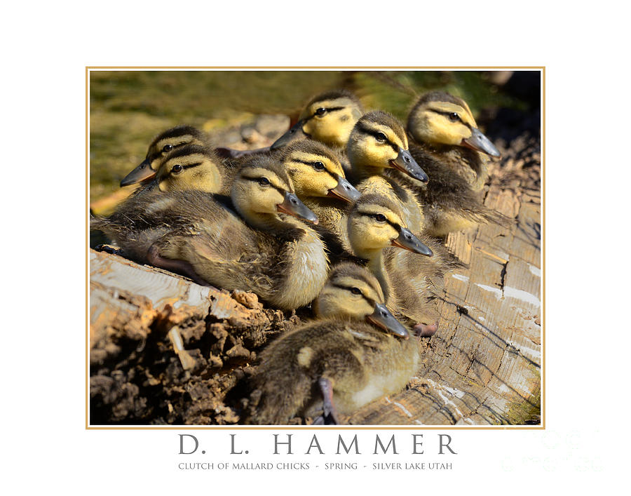 Clutch of Mallard Chicks Photograph by Dennis Hammer