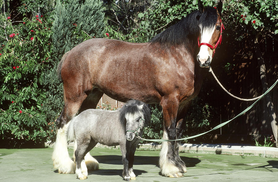 Clydesdale And Miniature Horses Photograph by R. Van Nostrand