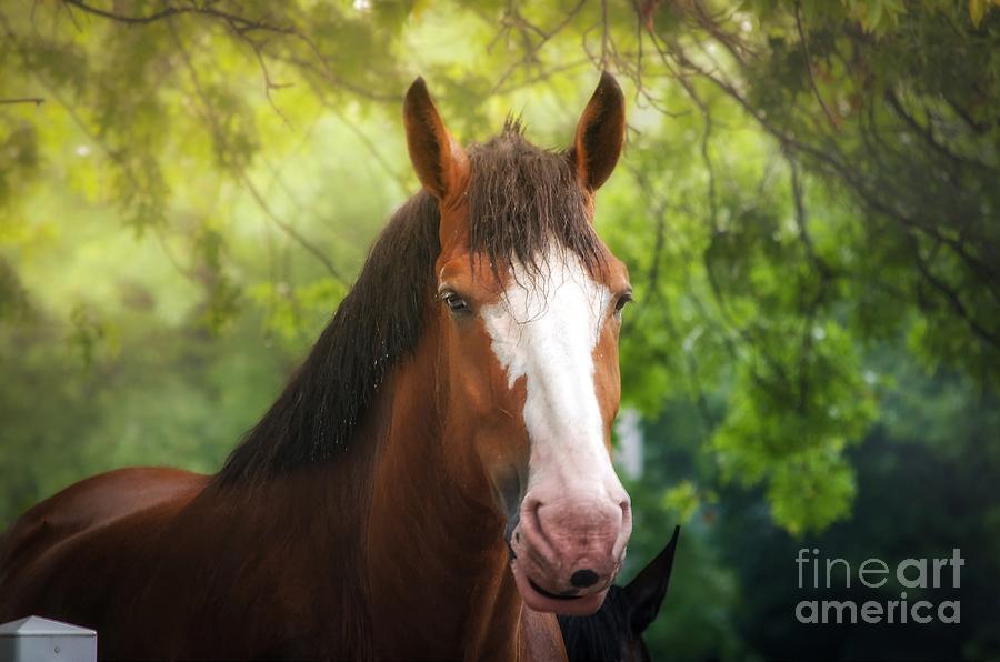 Clydesdale Beauty   Photograph by Peggy Franz