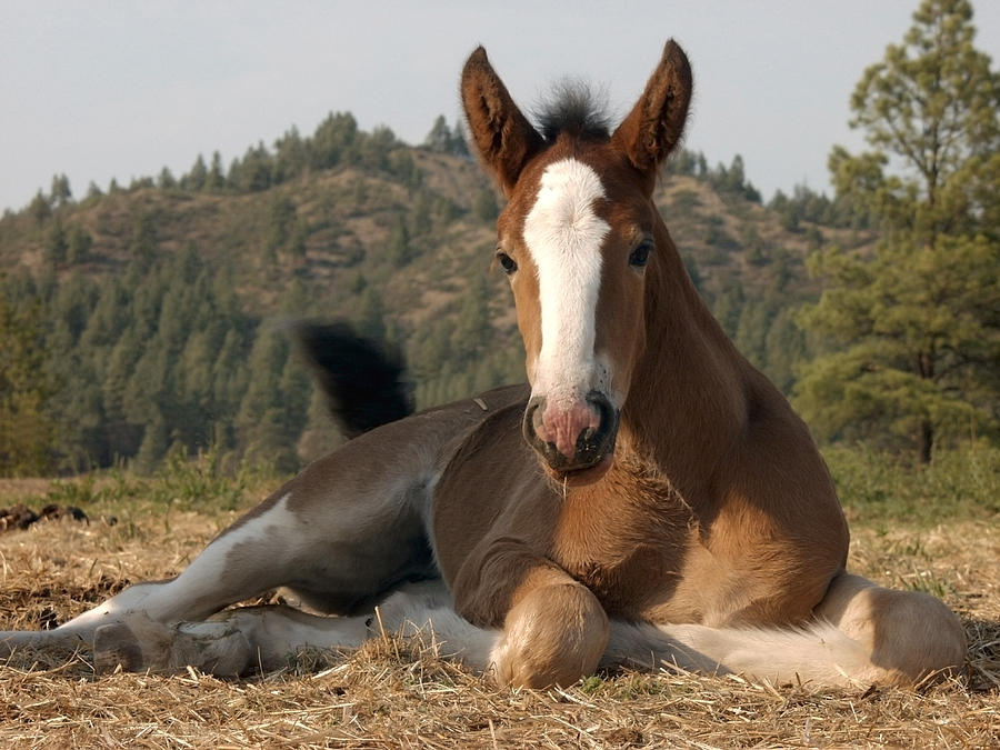 Clydesdale Colt Photograph by Mark Langford