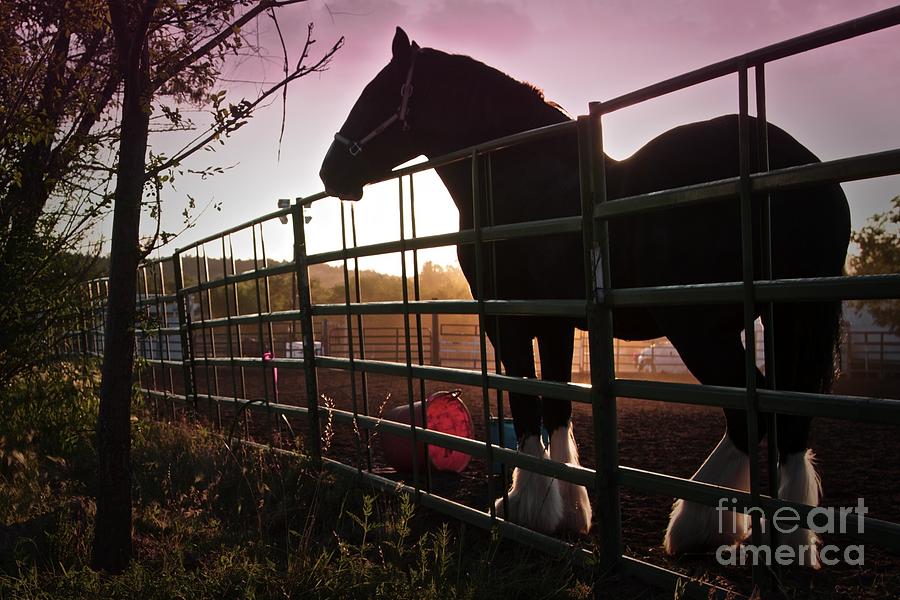 Clydesdale Dawn Photograph by Gus McCrea