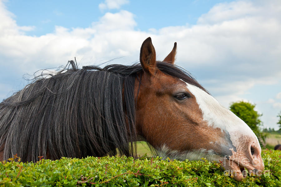 Clydesdale Horse munching Photograph by Liz Leyden