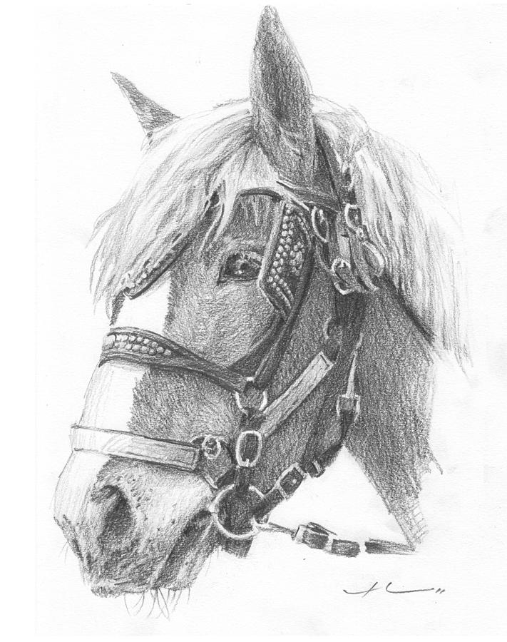 Clydesdale Horse Pencil_portrait Drawing by Mike Theuer