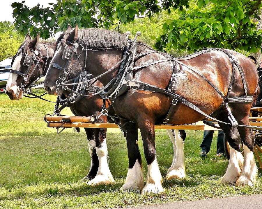 Clydesdale Horses Photograph