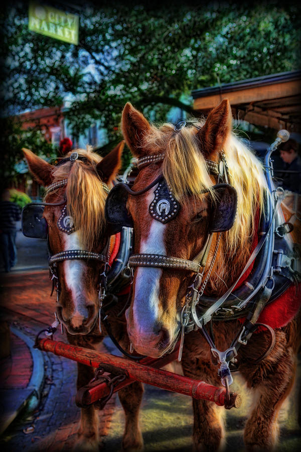 Clydesdales - Want a Ride Photograph by Lee Dos Santos