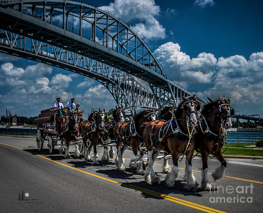 Clydesdales and Blue water Bridges Photograph by Ronald Grogan