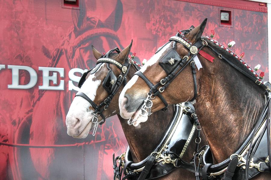 Horse Photograph - Clydesdales by Jane Linders