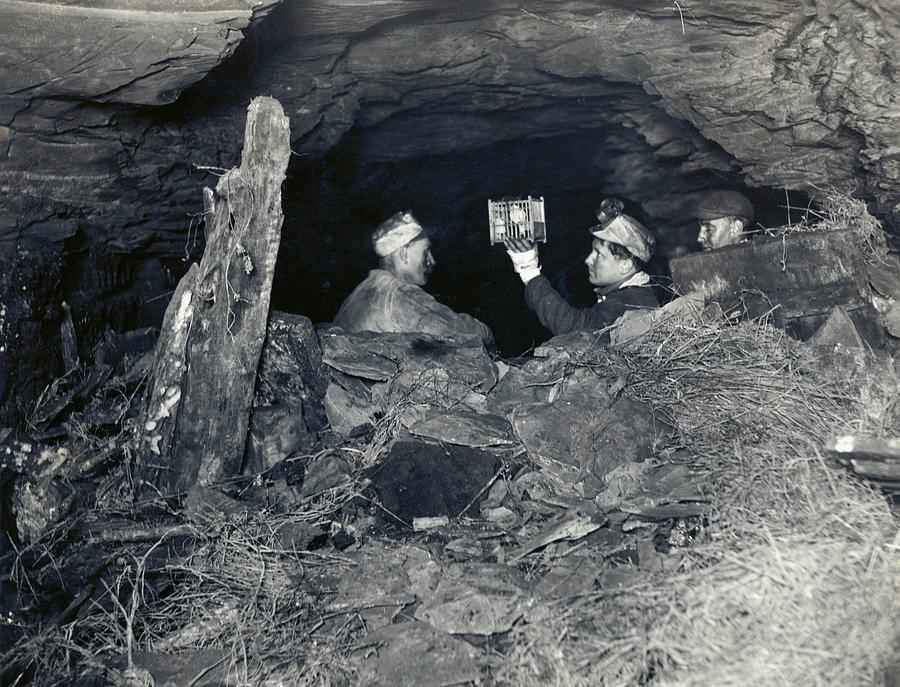 Coal Miners With A Canary Photograph by Miriam And Ira D. Wallach Division Of Art, Prints And Photographs/new York Public Library