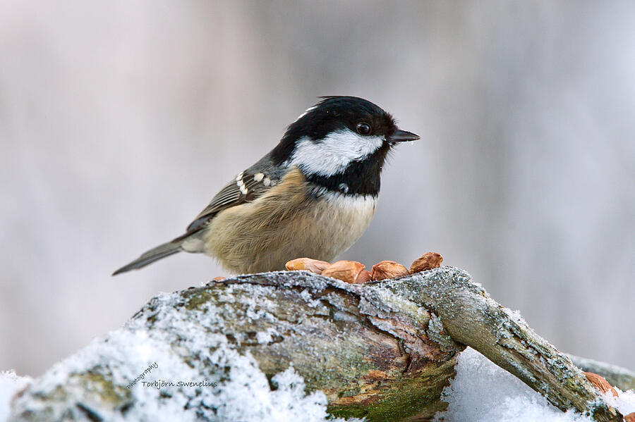 Coal Tit and the peanuts Photograph by Torbjorn Swenelius