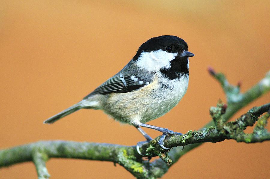 Winter Photograph - Coal Tit by Colin Varndell