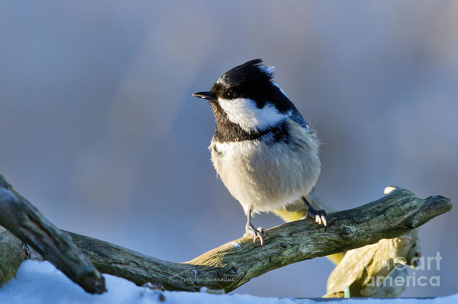 Wildlife Photograph - Coal Tit in the sun by Torbjorn Swenelius