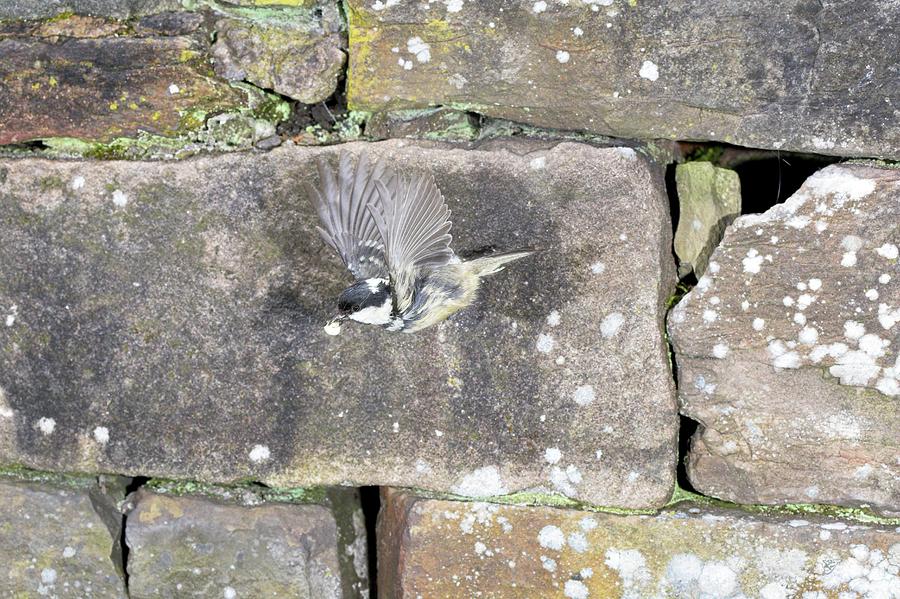 Nature Photograph - Coal Tit Leaving Its Nest by Simon Booth/science Photo Library