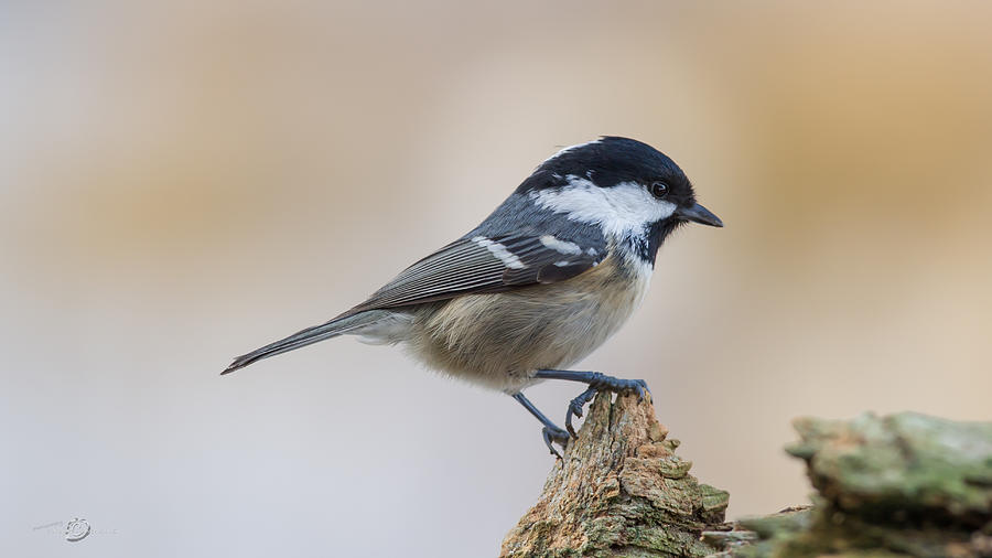Coal Tit on Top Photograph by Torbjorn Swenelius