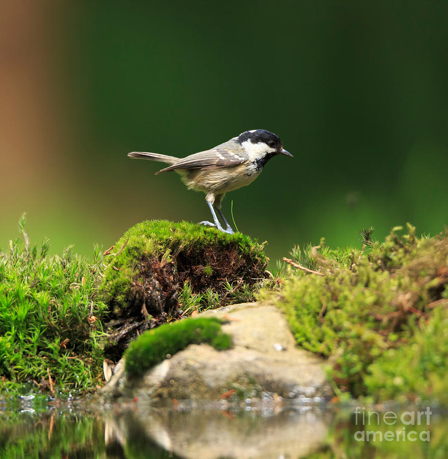 Bird Photograph - Coal Tit Parus ater by Louise Heusinkveld