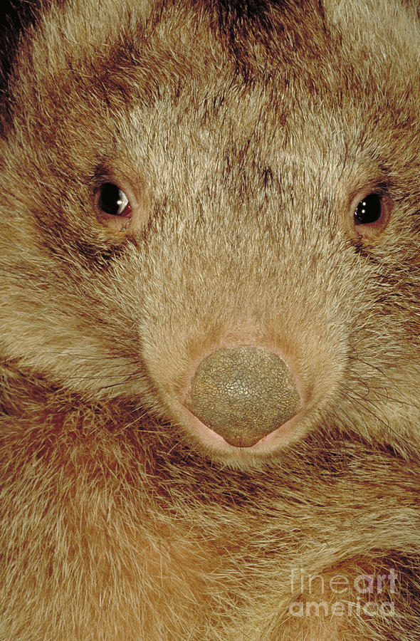 Coarse Haired Wombat, Australia Photograph by Art Wolfe