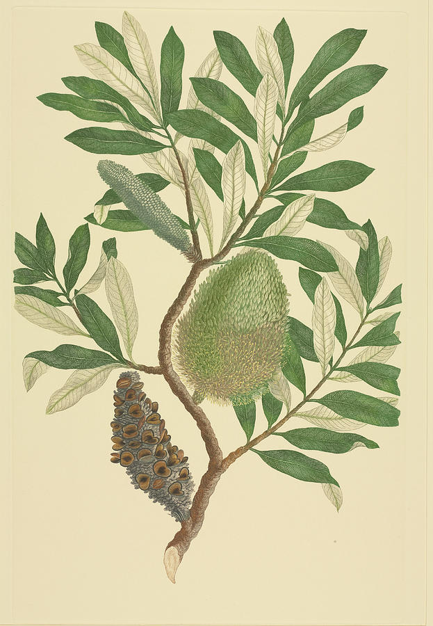 Coast Banksia (banksia Integrifolia) Photograph by Natural History Museum, London/science Photo Library