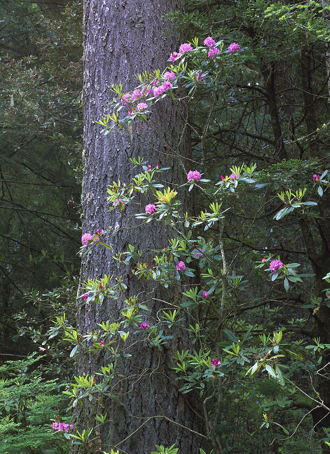 Coast Redwood And Rhododendron Redwood Photograph by Tim Fitzharris